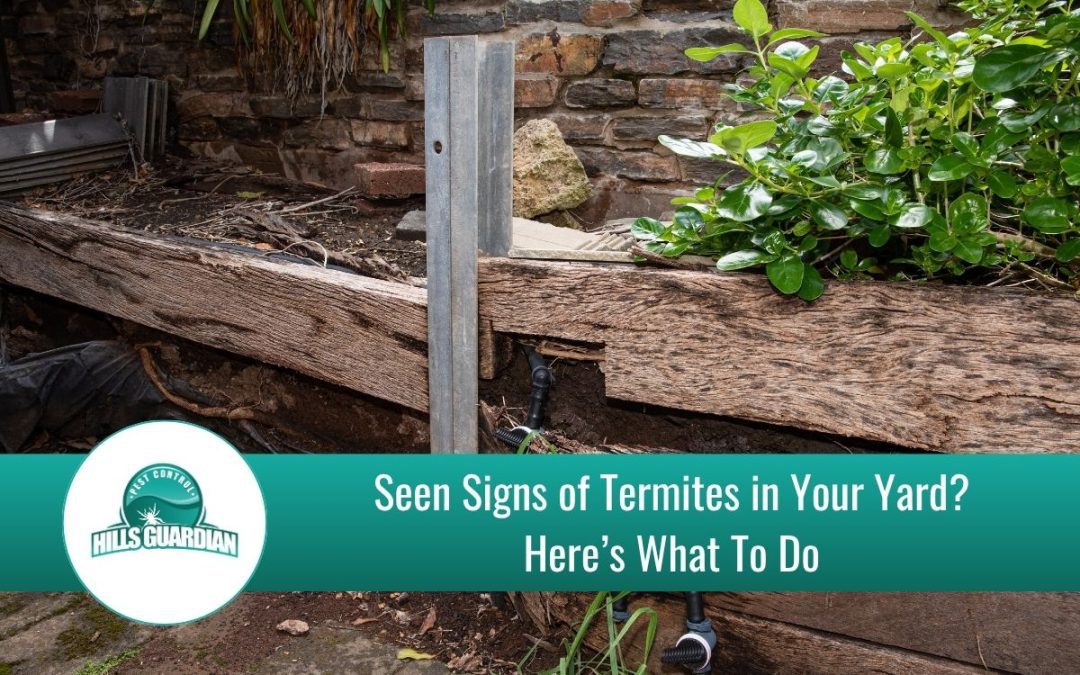 Signs of Termites in Yard