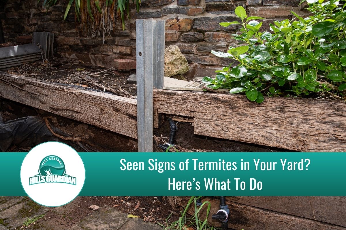 Signs of Termites in Yard