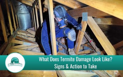 What Does Termite Damage Look Like?