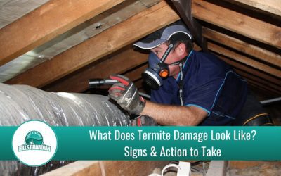 What Does Termite Damage Look Like?