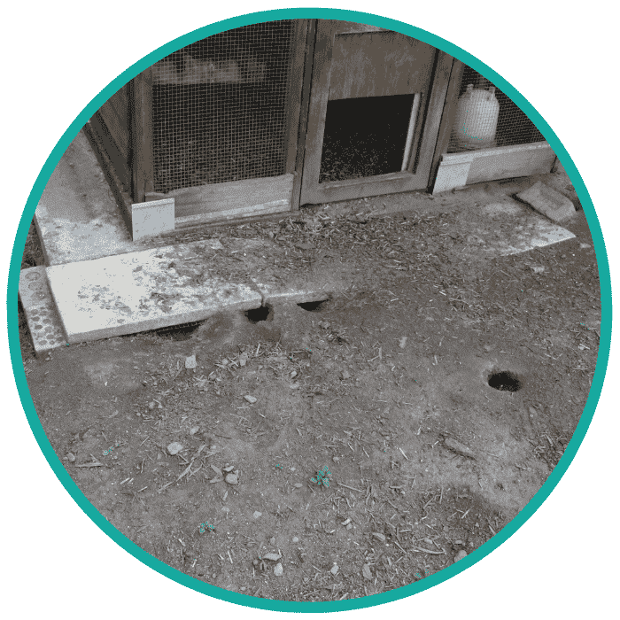 rodent control near me rodent control near me