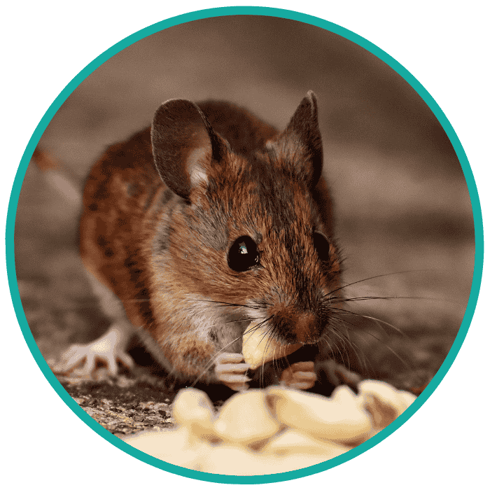 rodent control rodent control