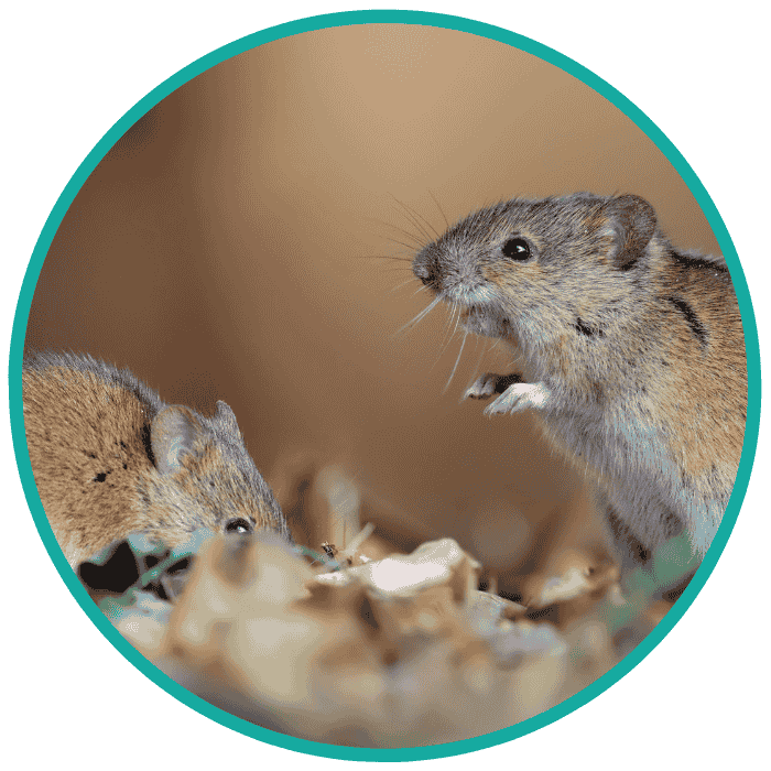rodent removal rodent removal
