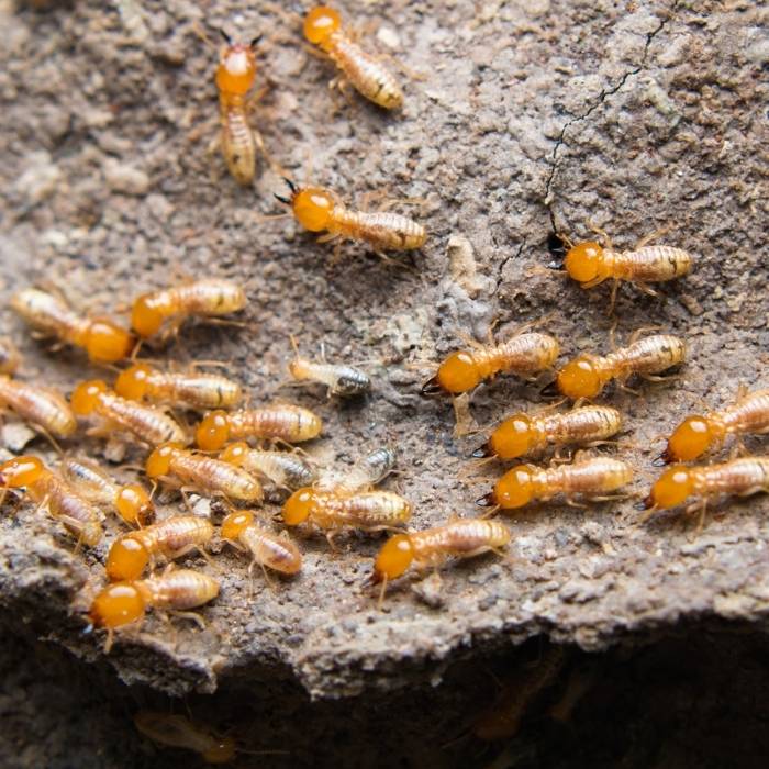 termite poison termite poison