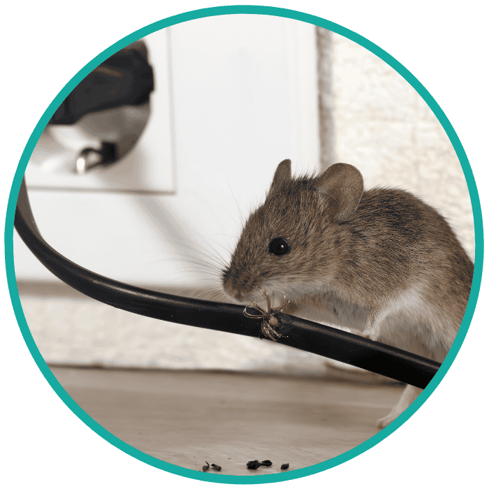 best way to get rid of mice