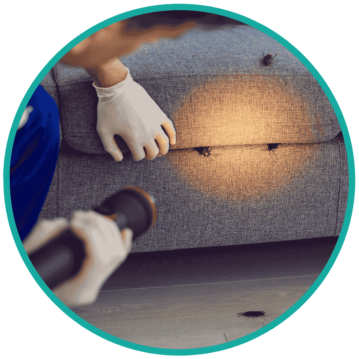 cockroaches pest control