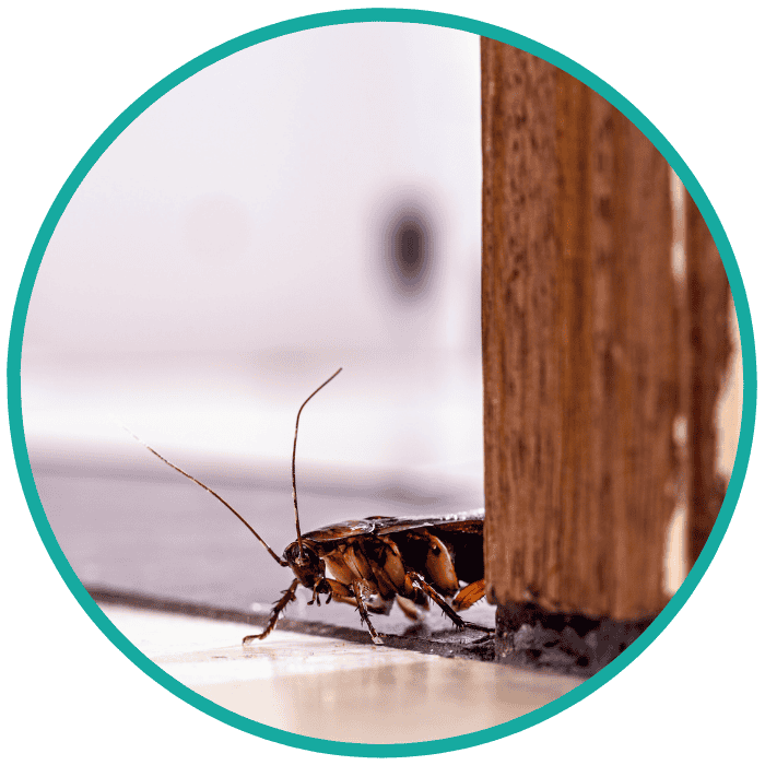 german cockroaches pest control