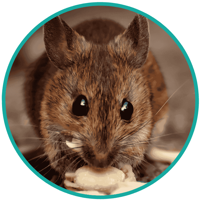 pest control for mice