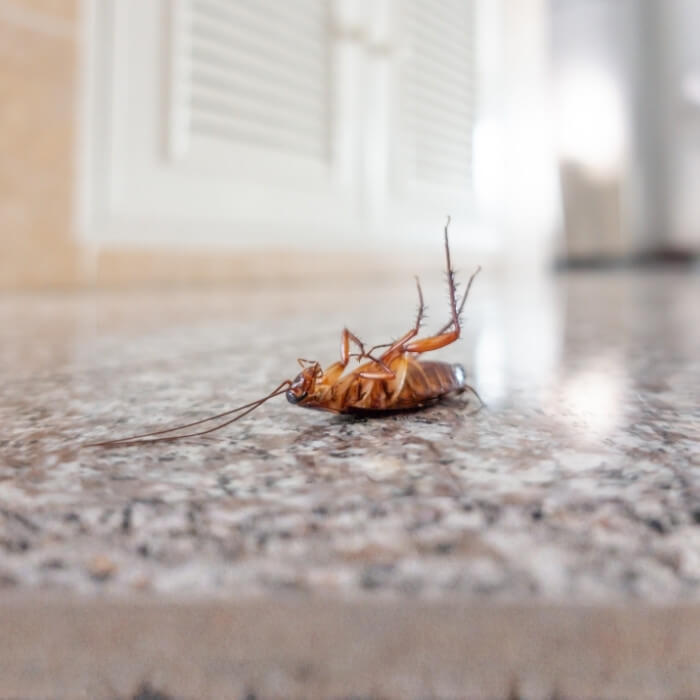 pest control roaches