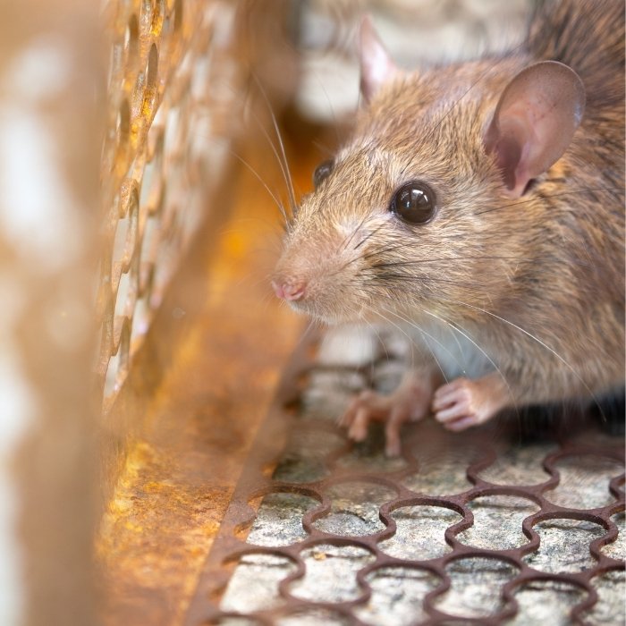 best way to exterminate rats