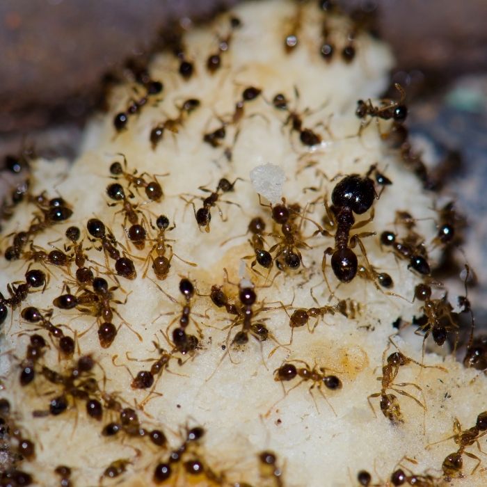 How to get rid of ants