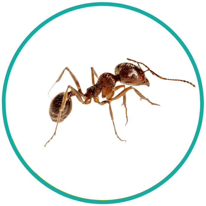 argentine ants
