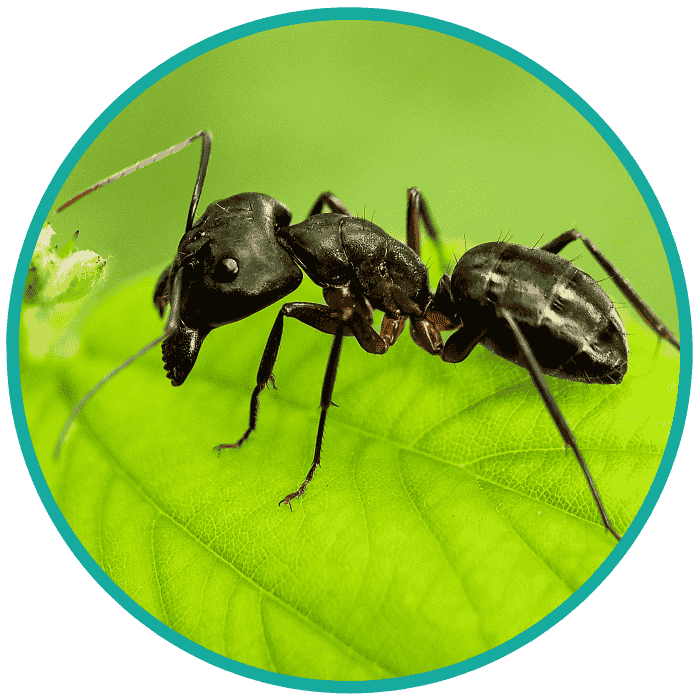 carpenter ants