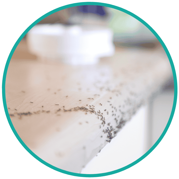 sign of ant infestation