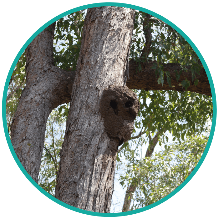 pest control services in parramatta