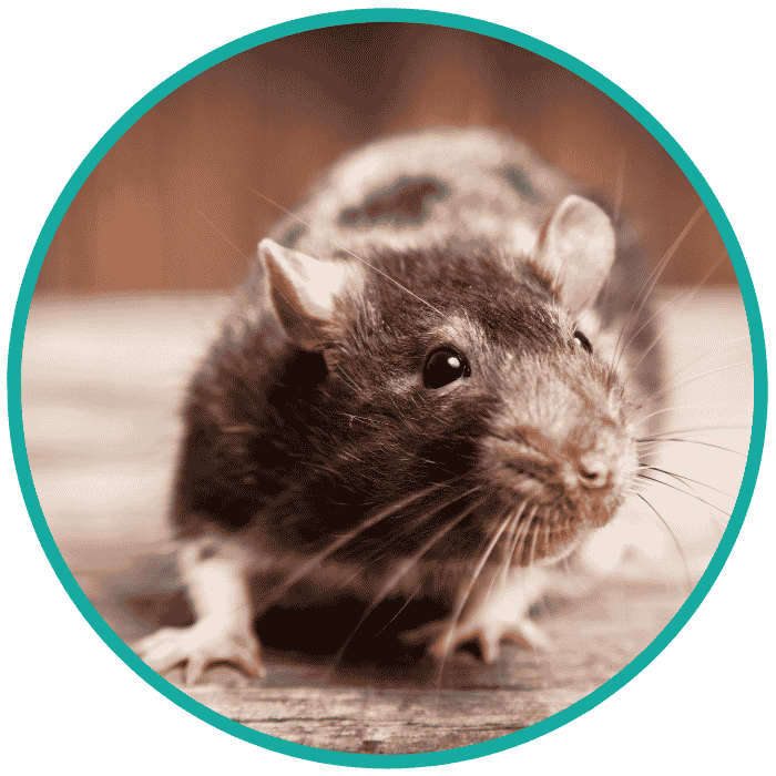 Rat Prevention