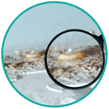 Termite Control Sydney