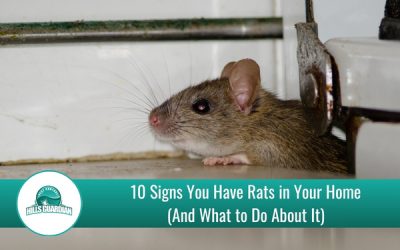 10 Signs You Have Rats in Your Home (And What to Do About It)