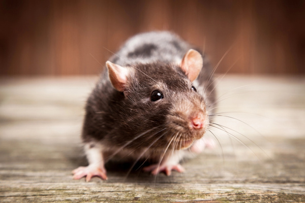 rats in house