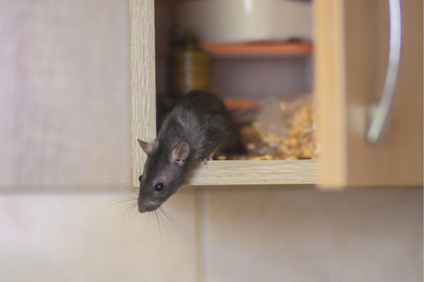 signs of rats